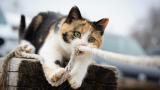 A calico cat crouched on a weathered wooden post, green eyes fixed forward, gripping a taut rope in its paws and mouth – caught mid-pounce.
